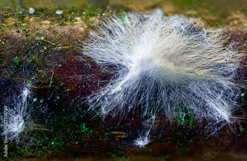 Fungus mycelium decaying wood