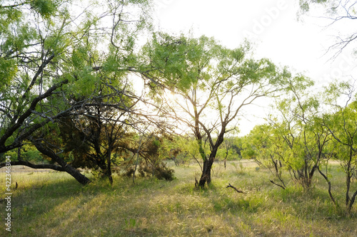 Spring season in green Texas landscape with native mesquite tree in scenic sunny environment.