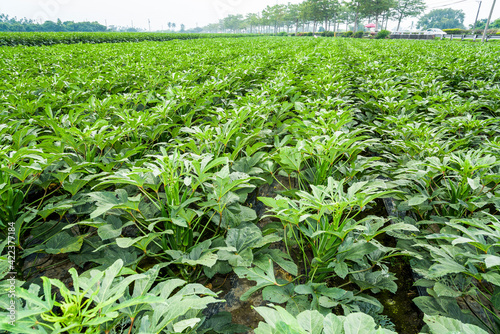 The okra fruit is in the fruiting stage, in the farmland of Pingtung, Taiwan.