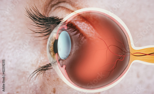 Structure of human eye. In side view.