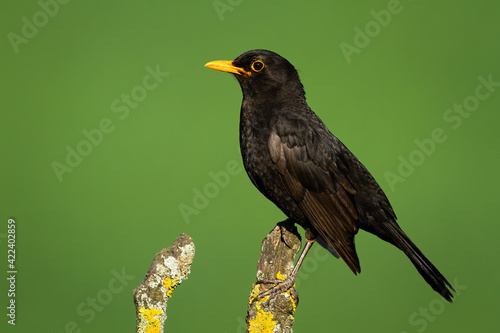 Common blackbird looking on branch in summer nature