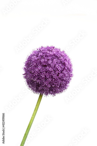 a macro closeup of a curious funny purple pink garden Allium flower cluster from onion and garlic family isolated on white