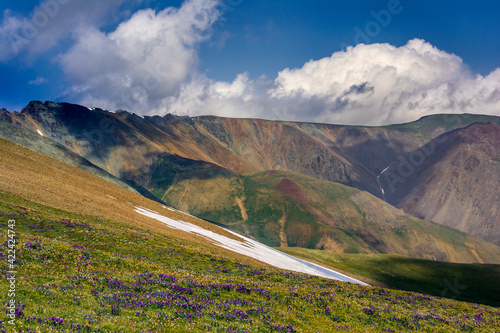 Wildflowers on scree slope, Absaroka Mountains near Cody and Meeteetse, Wyoming, USA.