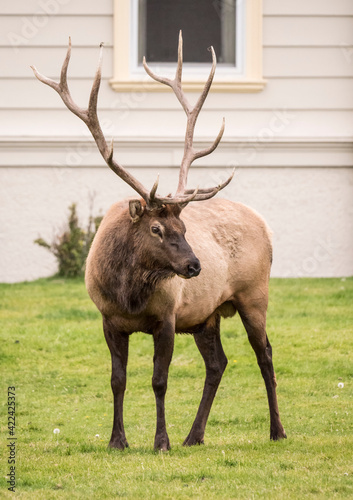 Yellowstone National Park, Wyoming, USA. Portrait of a bull elk near the Mammoth Hot Springs Hotel. The rangers believed he moved his harem hear to avoid increasing threats from local wolves.