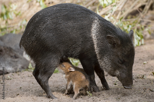 Collared Peccary (also javelina or skunk pig or pecari tajacu) is a medium-sized pig-like hoofed mammal of the family Tayassuidae (New World pigs). Two cute baby peccary with mother. First steps