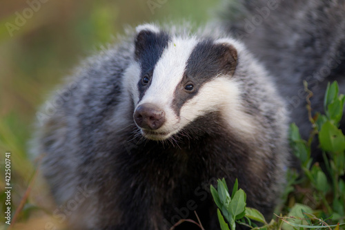 borsuk badger