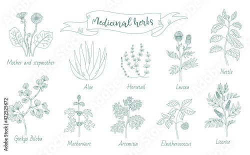 Set of medicinal herbs, freehand line drawing. Vector illustration.