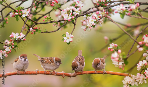 little funny birds and birds chicks sit among the branches of an apple tree with white flowers in a sunny spring garden