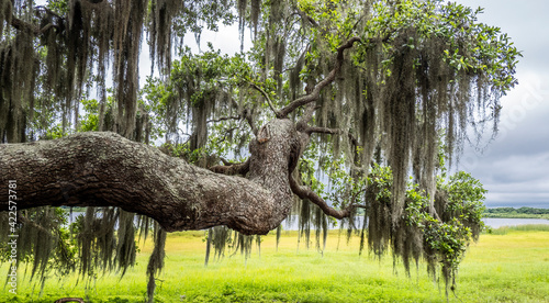 Live Oak tree branch with Spanish Moss with yellow green spring field in background at Myakka River State Park in Saraosta Florida USA