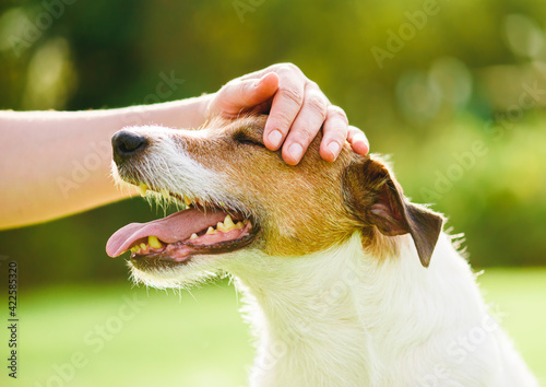 Pet owner uses physical contact to calm down her dog and stop anxiety