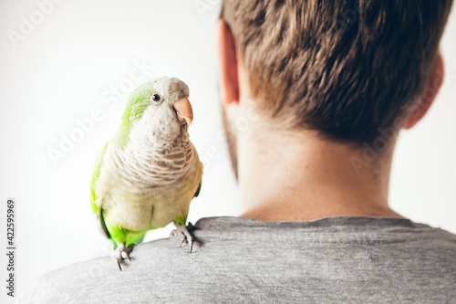 Parrot is sitting on mans shoulders and looking directly at camera. Domesticated birds concept. Copy space area. Natural light photo.