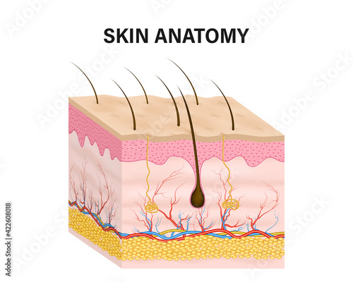 Human Skin anatomy isolated on white background. vector illustration