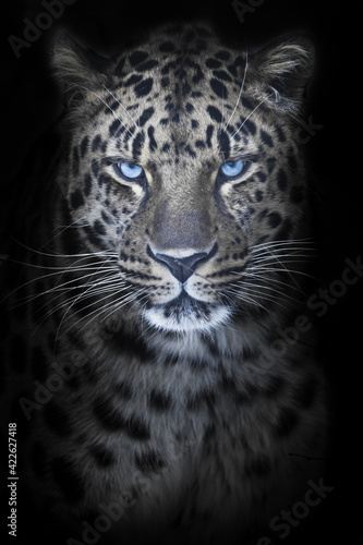 Leopard in night moonlight, blue eyes glow, discolored fur black background, portrait