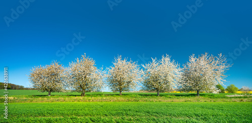 Row of cherry trees in bloom, panoramic landscape of green fields under blue sky in spring