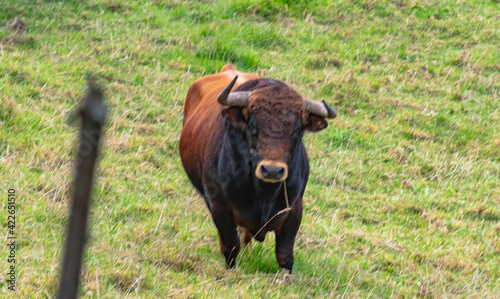 toros Bravos en la Dehesa