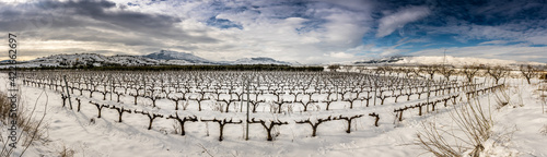 Panoramic view of vineyards in La Rioja after a heavy snowfall
