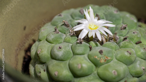 wirikuta hikuri mexican peyote flower