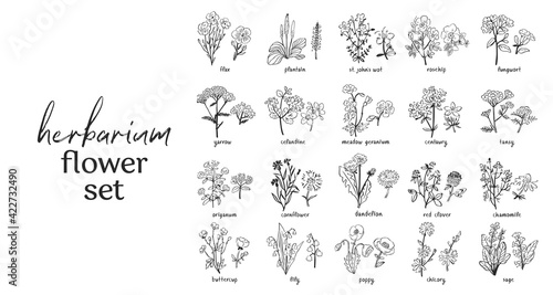 Wild flowers and herbs set isolated on black background. Collection of botanical flowers in vintage style. Elements for herbarium bouquet. Symbols of alternative medicine. Vecrtor illustration. 