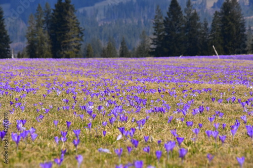 Krokusy w Tatrach, szafran spiski, łany kwiatów wgórach w Polsce, TPN