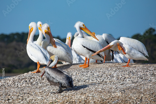 American white pelicans and a brown pelican standing on an oyster shell mound on the Matanzas River.