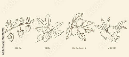 Collection of hand drawn jojoba, argan, shea, macadamia. Botanical design for organic cosmetics, medicine