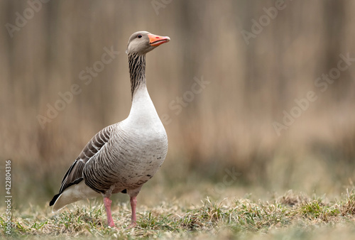 Greylag goose (Anser anser) close up