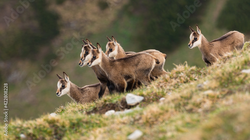 Little tatra chamois kids standing in mountains in spring