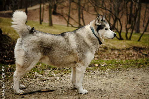 Pies siberian husky w czasie spaceru w parku.