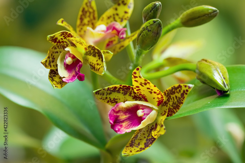 Closeup of a colorful cattleya orchid blossom.