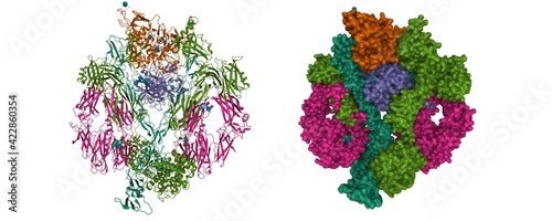 The structure of complement complex, 3D cartoon and Gaussian surface models with differently colored protein elements, white background 