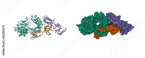 Structure of the complement component C3c, 3D cartoon and Gaussian surface models with differently colored protein chains, white background