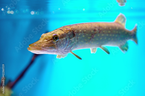 Northern pike is species of carnivorous fish of genus Esox.