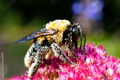 Big Bumble Bee Covered in Pollen 