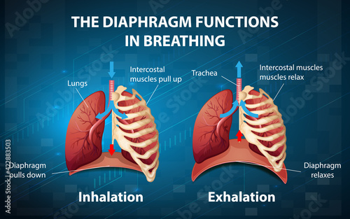 The diaphragm functions in breathing