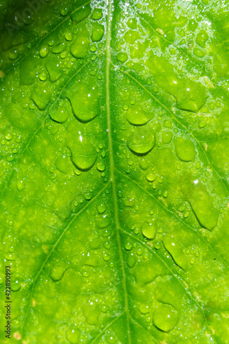 water drops on the surface of green leaves, life concept