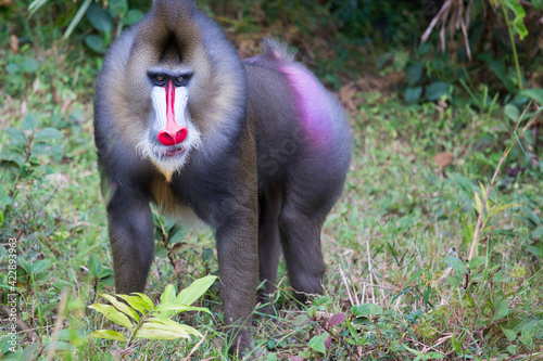 Gabon wildlife