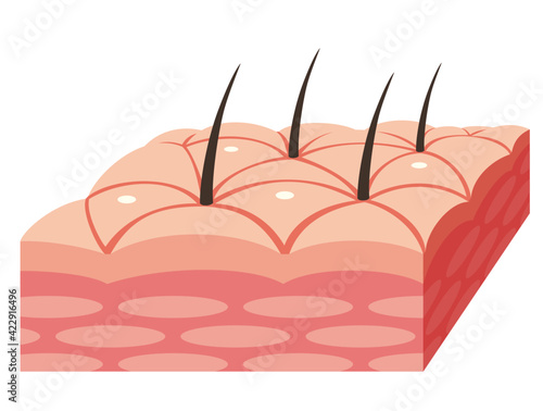 Skin cross section of epidermis. Pores and sweat glands. Pale colored illustration in flat cartoon style.