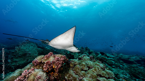 The spotted eagle ray (Aetobatus narinari) at Wolf Island, Galapagos, World heritage site on Ecuadorian Pacific