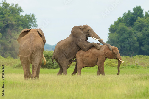 African elephant (Loxodonta africana) bull mating, threathened by competitor, Amboseli national park, Kenya.