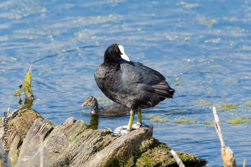 Coot