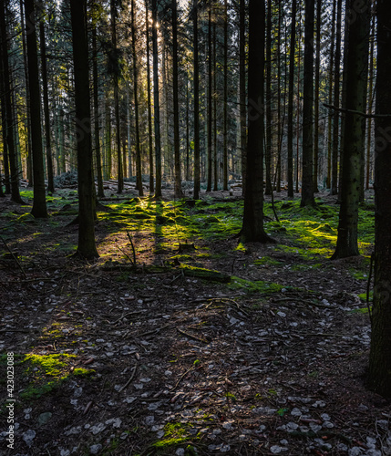 A picture of a pine forest in beautiful early morning light. Green moss on the ground. Picture from Eslov, Sweden