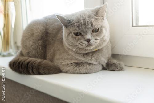 Grey British Cat Sits on A Window Seat.