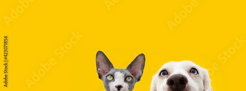 Banner hide funny surprised pets dog and cat. Isolated on yellow background.
