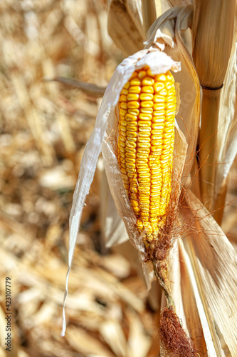 Dry Corn Cob Growing . Harvesting season in the village 