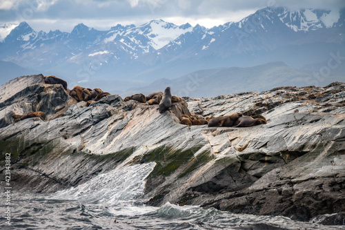 sea lions, beagle channel, patagonia, argentina, south america, fin del mundo