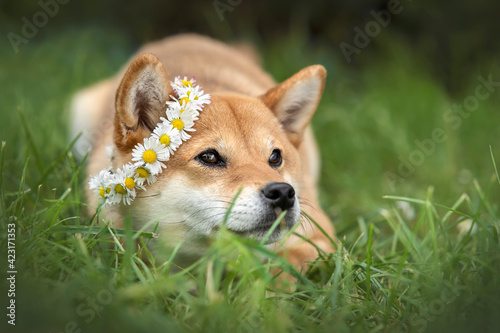 chien shiba inu Couché dans l'herbe avec une couronne de fleurs sur la tête