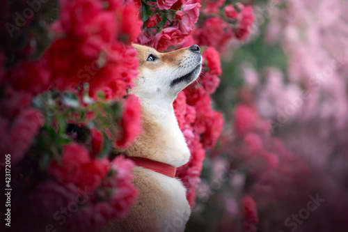 chien shiba inu Au milieu des fleurs rouges et rouge