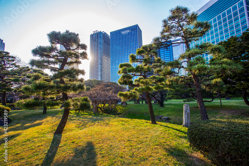 Idyllic pine trees in Hamarikyu gardens (next to Ginza district) of Tokyo. with skyscrapers.