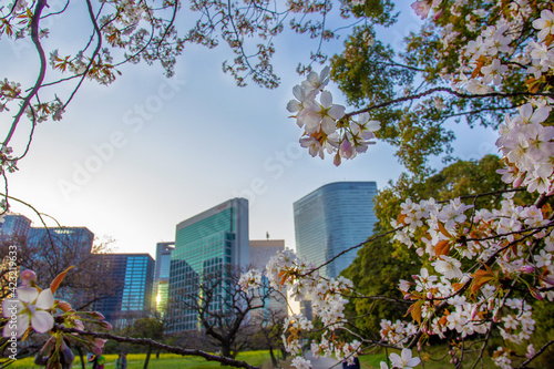 Amazing cherry blossom in Hamarikyu gardens next to Ginza district