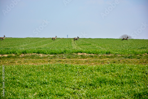 Springende Rehe auf einem Feld bei Schweinfurt